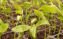 ترجمه-متون-انگلیسی-فارسی-زمینه-کشاورزی