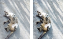 کیفیت-عکس-شمارو-بالا-ببرم