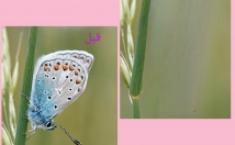 اشیا-اجسام-عکس-حذف